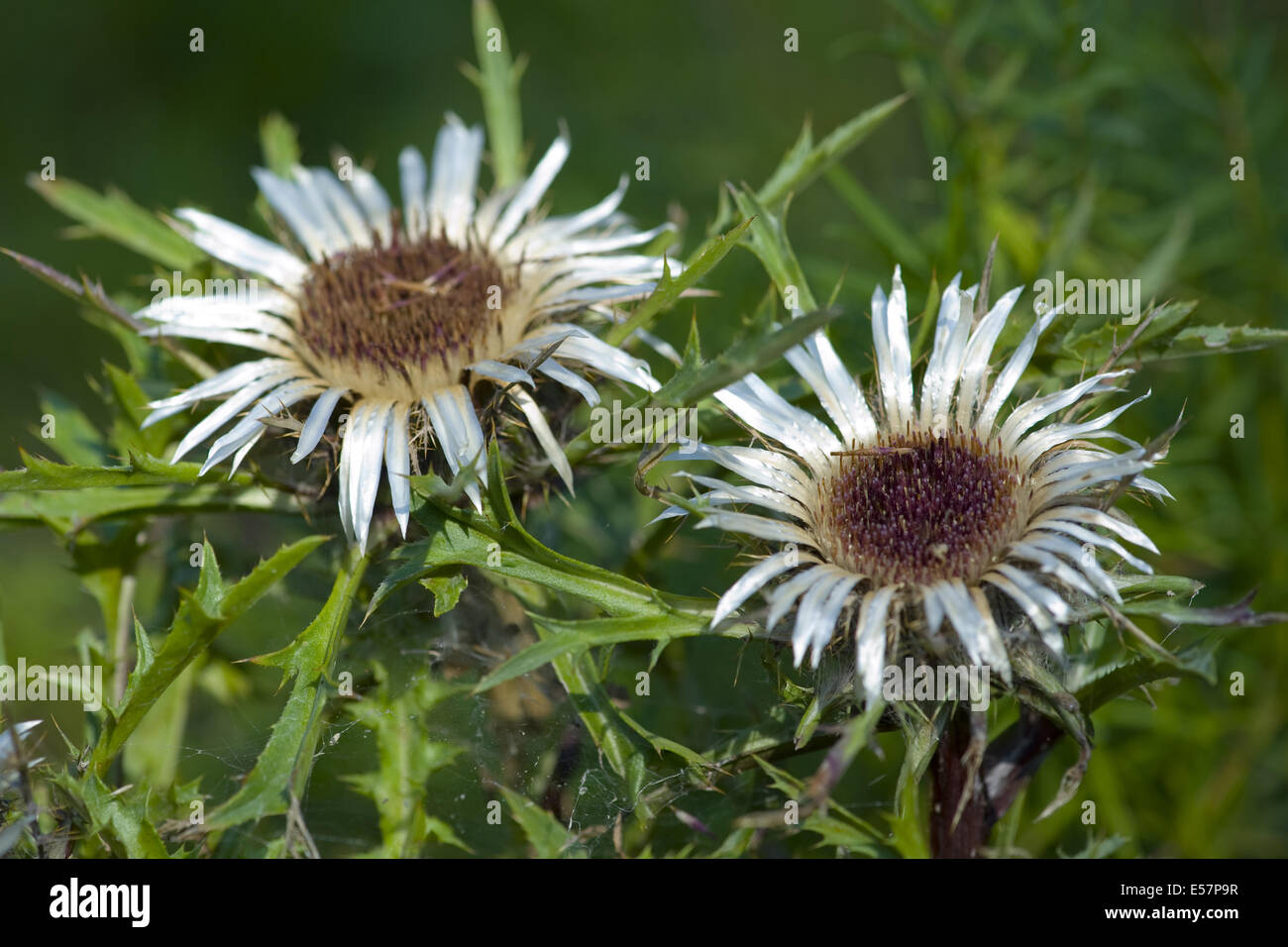 Carlina acaulis, chardon argenté Banque D'Images