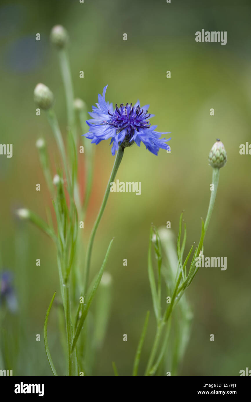 Bleuet, Centaurea cyanus Banque D'Images
