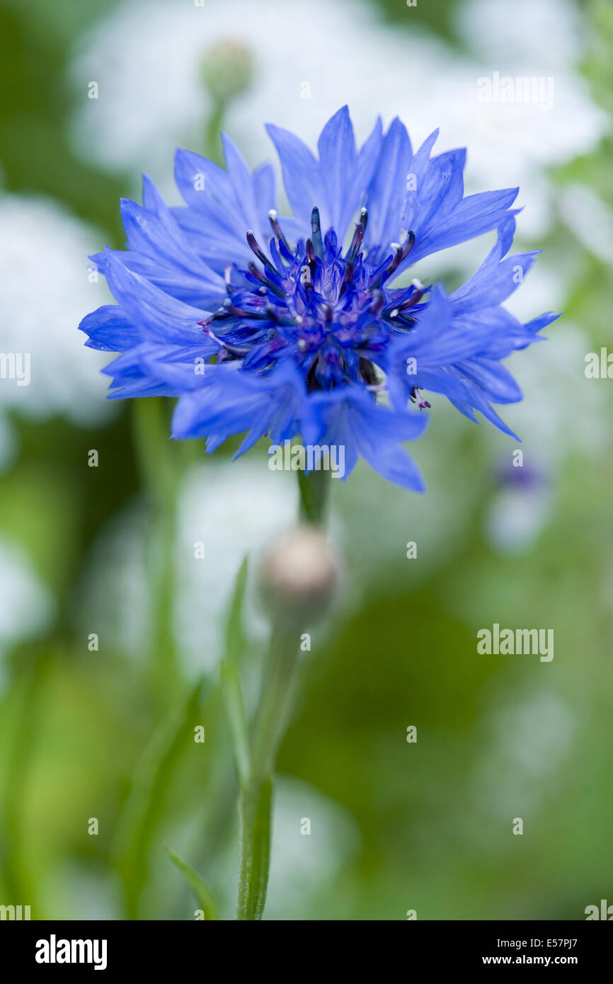 Bleuet, Centaurea cyanus Banque D'Images