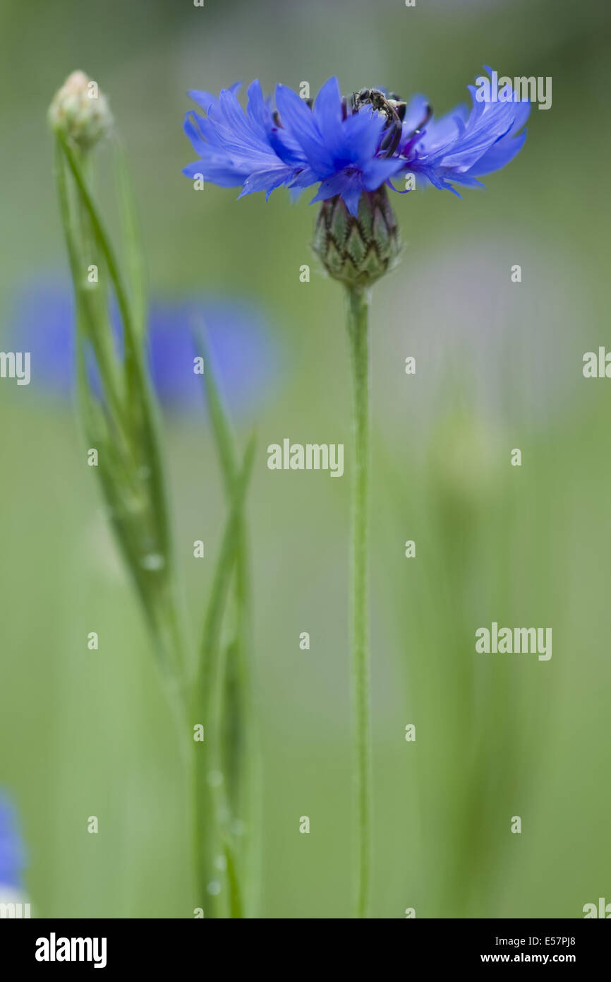 Bleuet, Centaurea cyanus Banque D'Images
