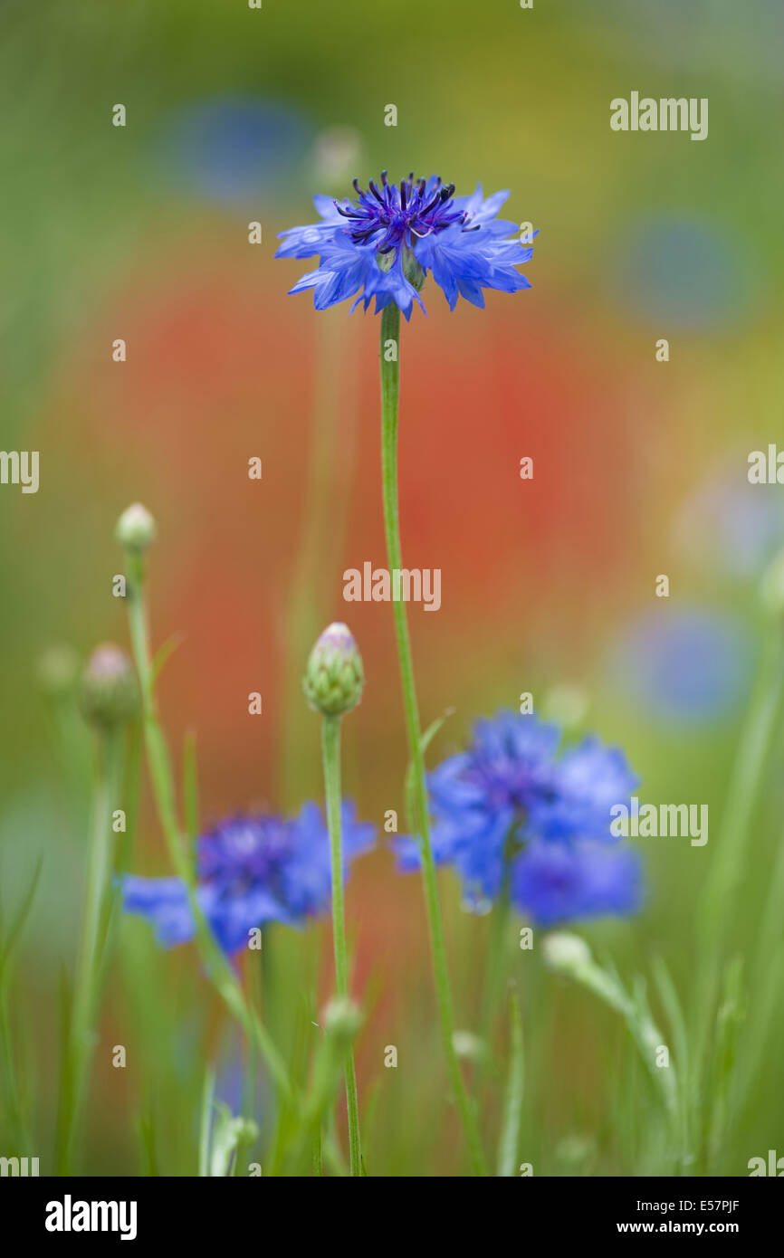 Bleuet, Centaurea cyanus Banque D'Images