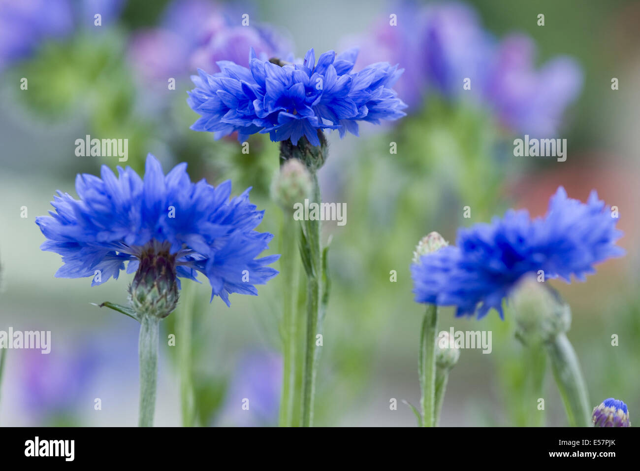 Bleuet, Centaurea cyanus Banque D'Images