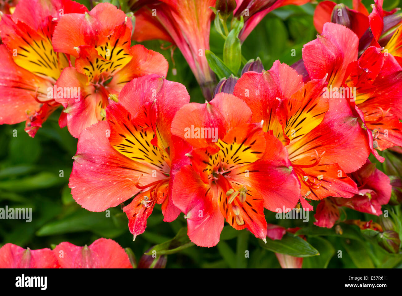 Fleurs lumineuses de l'Alstroemeria 'Princesse Isabella' Banque D'Images