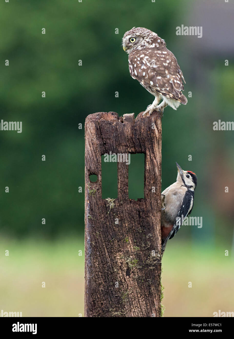 Chouette chevêche - Athene noctua et repéré un Woodpecker-Dendrocopos major. Banque D'Images