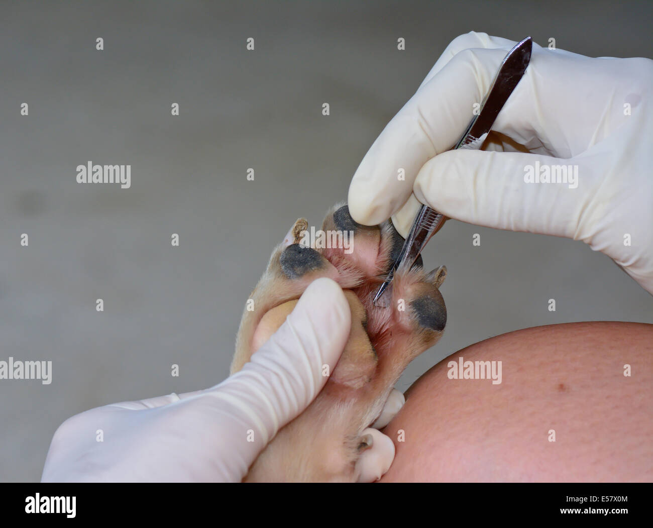 Libre de la main de l'argent utiliser une pince pour retirer le chien de pied Banque D'Images