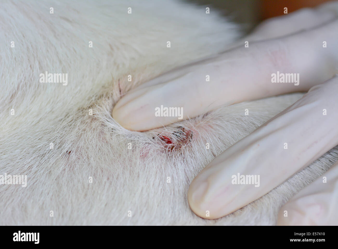 Gros plan du chien sur la plaie après avoir retirer la peau de la fourrure des tiques adultes Banque D'Images