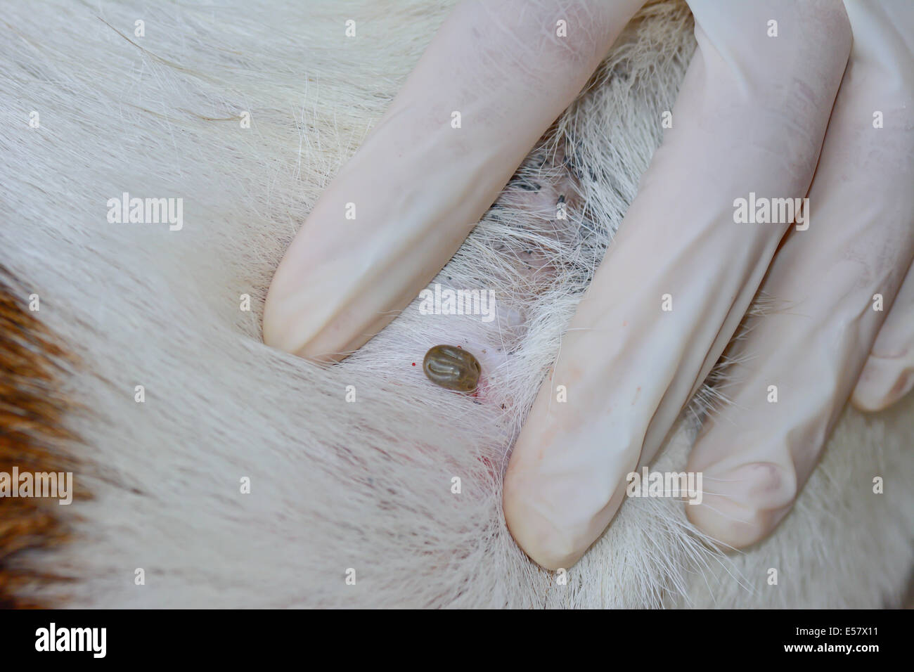 Libre d'une fourrure de chien sur les tiques adultes Banque D'Images