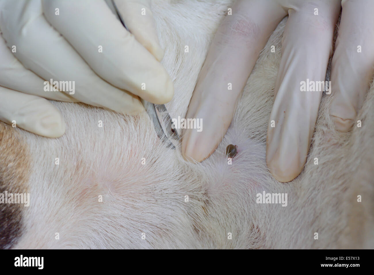 Libre de la main de l'argent va utiliser une pince pour retirer les tiques adultes chien à partir de la fourrure Banque D'Images