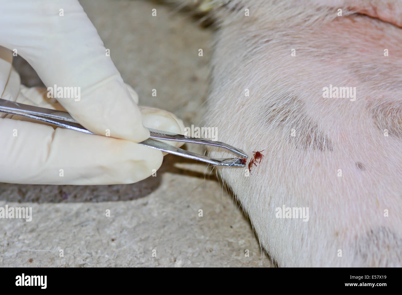 Libre de la main de l'argent utiliser une pince pour retirer les tiques de chien à partir de la fourrure Banque D'Images