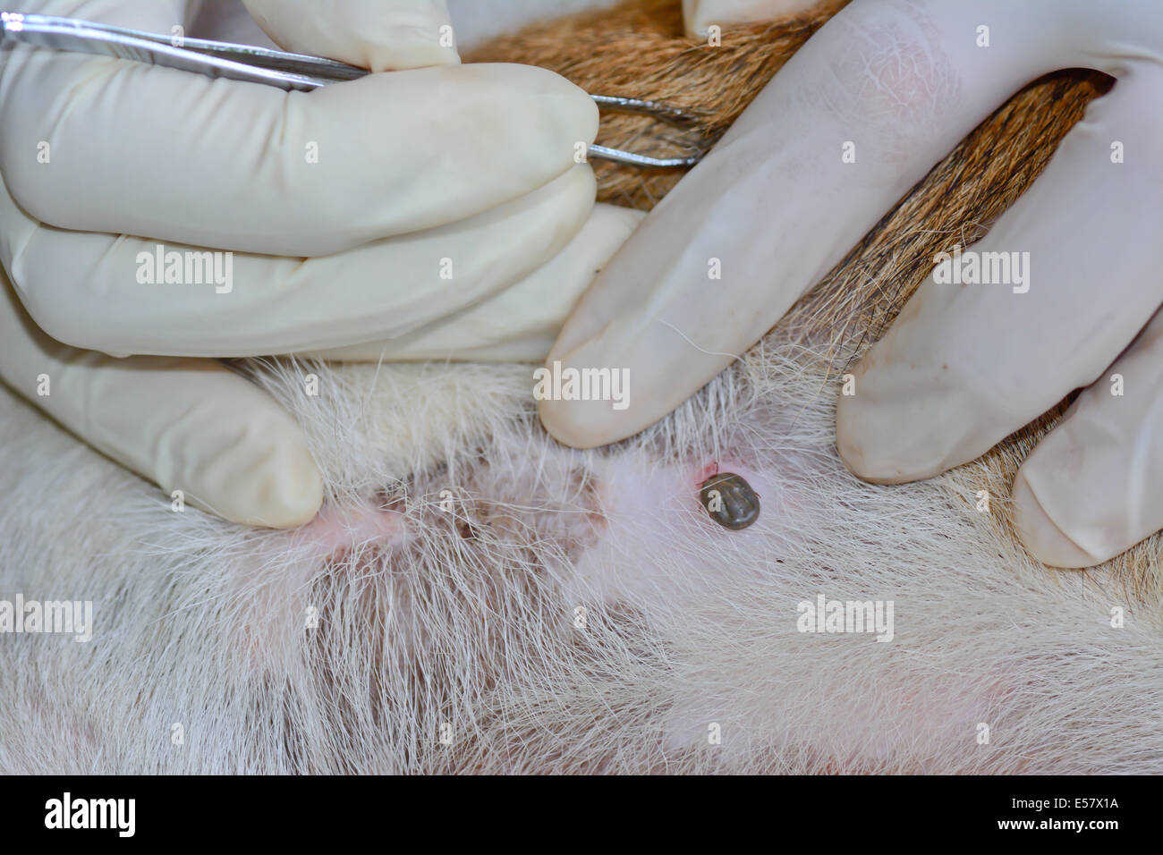 Libre d'un tick adultes sur la fourrure de chien Banque D'Images