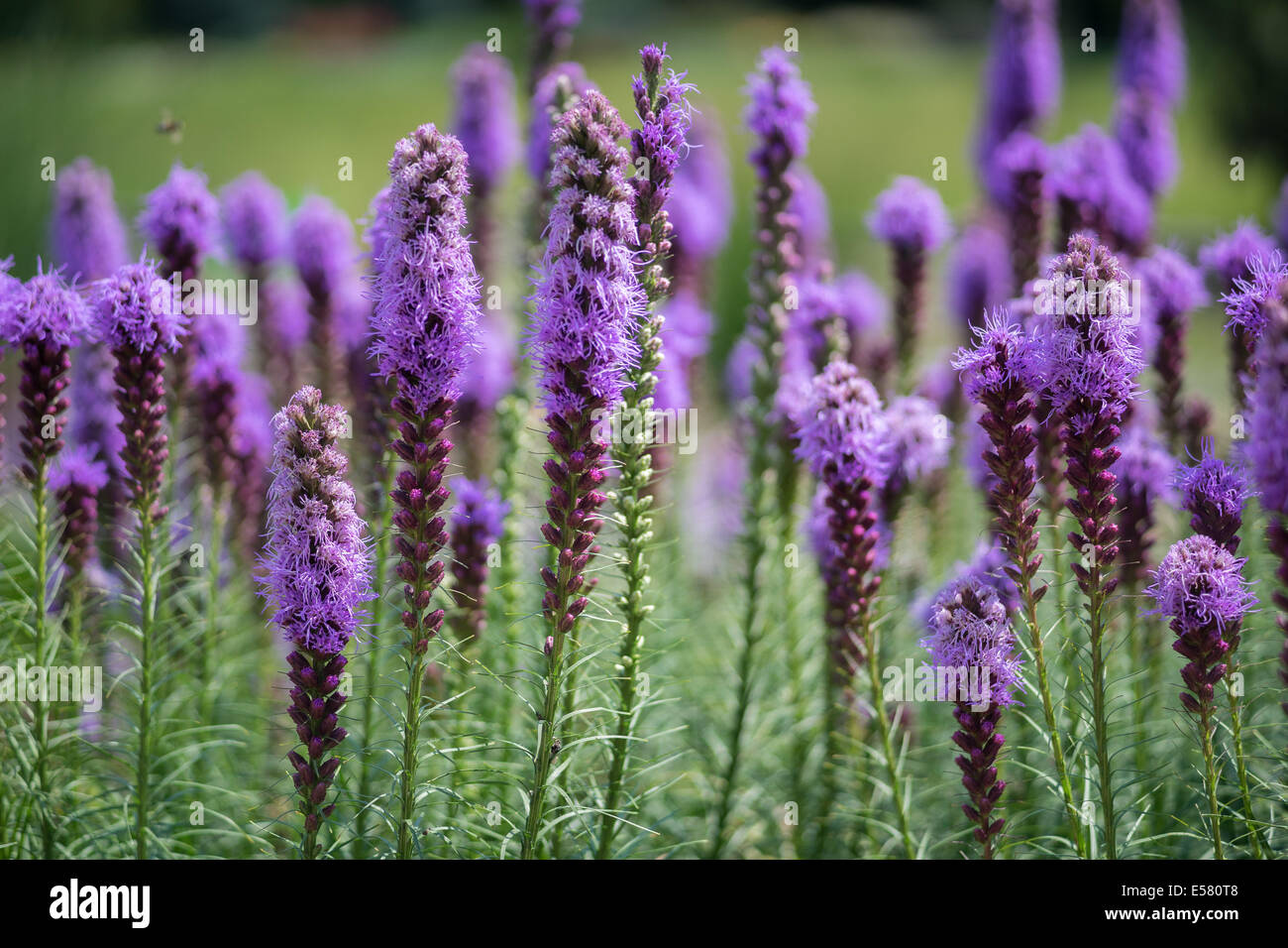 Fleurs violet liatris Liatris spicata Banque D'Images