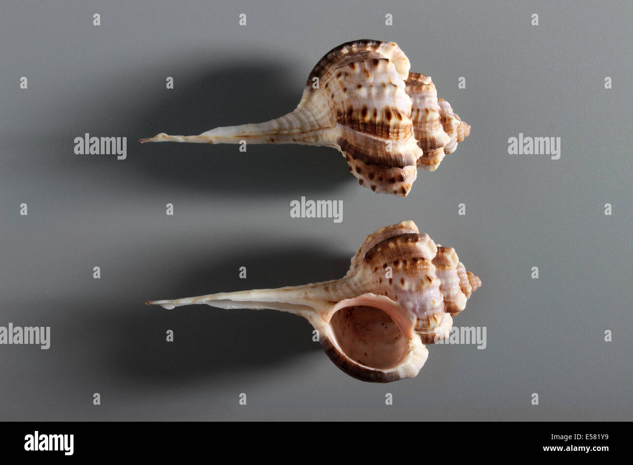 Pagode indienne Shell Banque D'Images