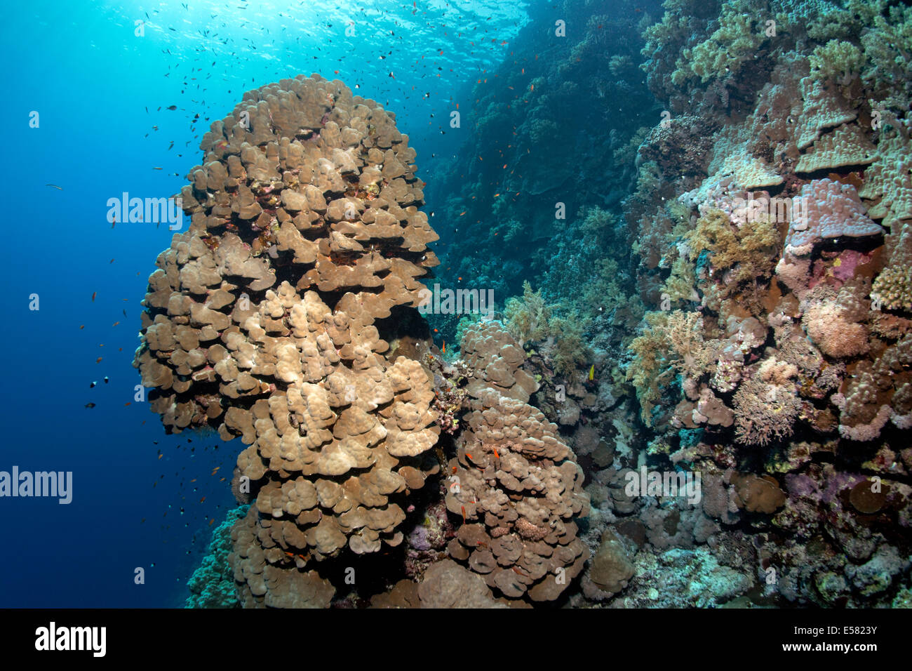 Coral reef avec forte chute en saillie et coral tower de dôme (corail Porites nodifera) Zarbagad Island, Red Sea, Egypt Banque D'Images