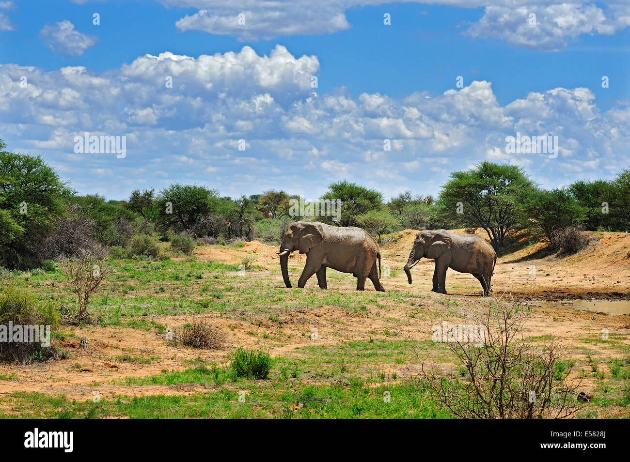 Les éléphants d'Afrique (Loxodonta africana), Savannah, Erindi Game Reserve, Namibie Banque D'Images