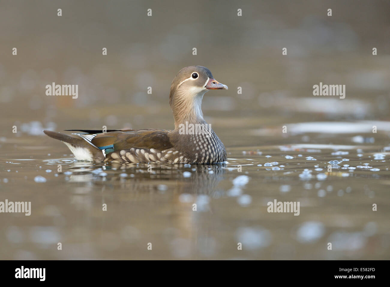 Canard mandarin (Aix galericulata), femme, Saxe, Allemagne Banque D'Images