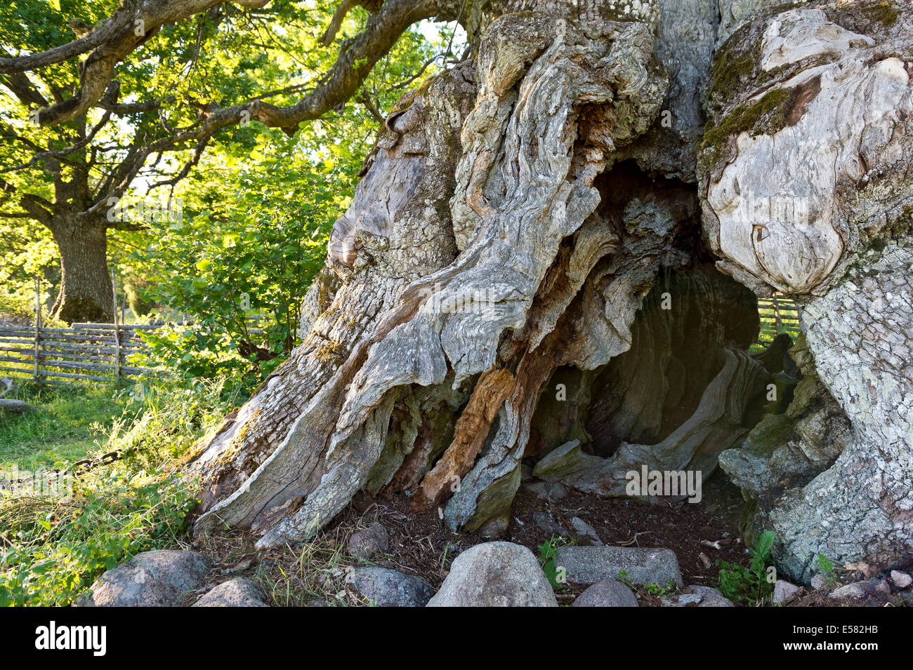 Tronc de l'Rumskulla Kvill ou chêne, le plus vieux chêne en Suède, plus de 1000 ans, Rumskulla, Smaland, Suède Banque D'Images
