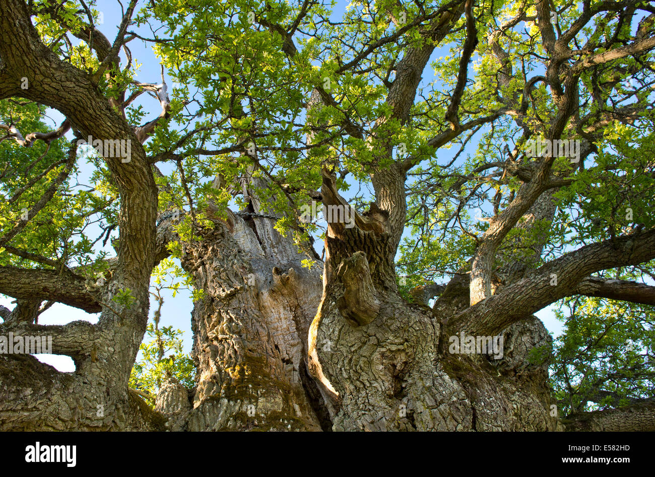 Ou Kvill Rumskulla, le plus vieux chêne Arbre de chêne en Suède, plus de 1000 ans, Rumskulla, Smaland, Suède Banque D'Images