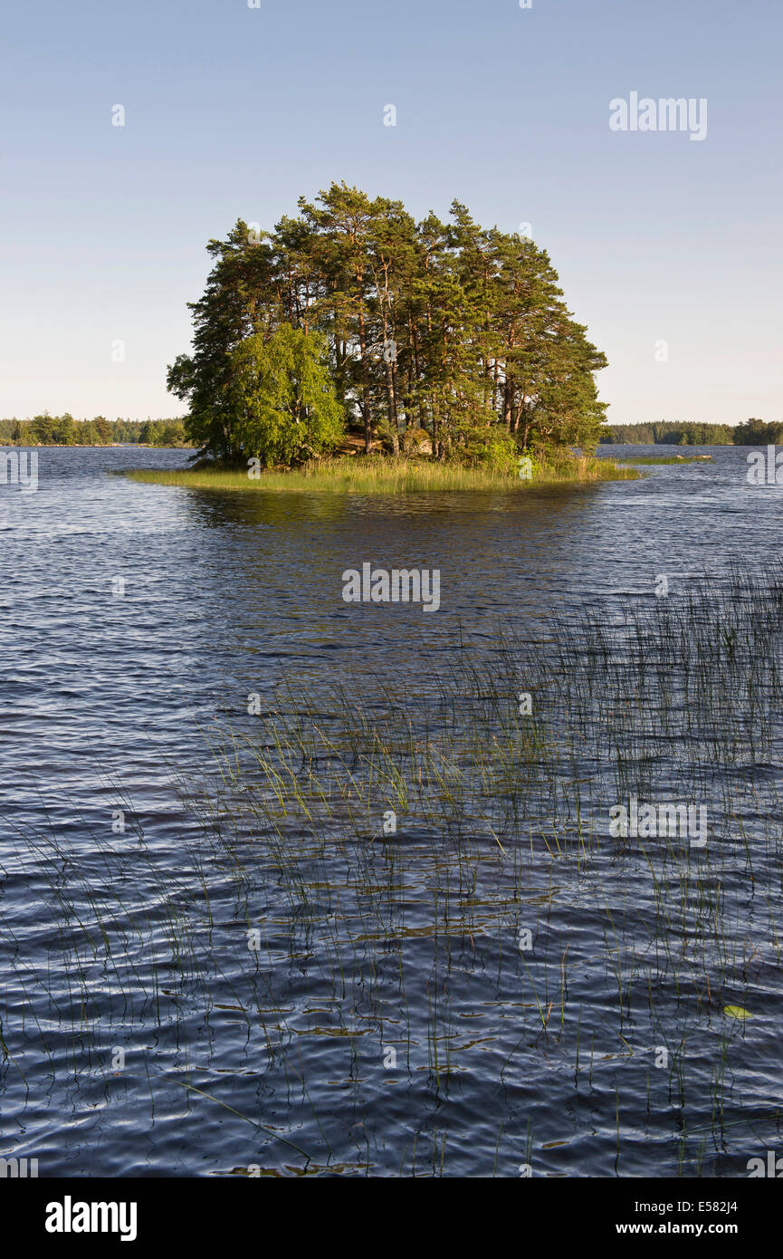L'île boisée, lac Åsnen, Smaland, Suède Banque D'Images