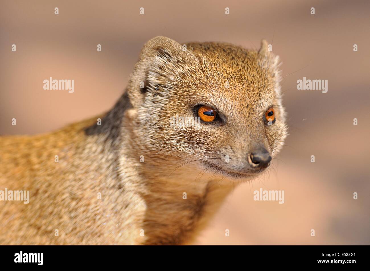(Cynictis penicillata mangouste jaune), Kgalagadi Transfrontier Park, Northern Cape, Afrique du Sud, l'Afrique Banque D'Images
