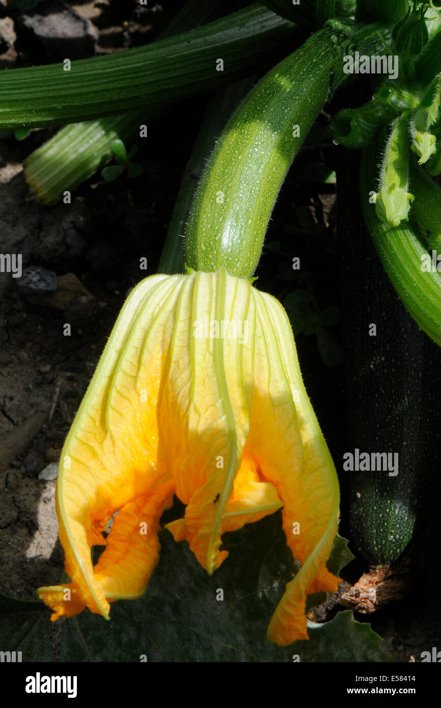 Courgette - courgette - des fleurs et des fruits. Banque D'Images