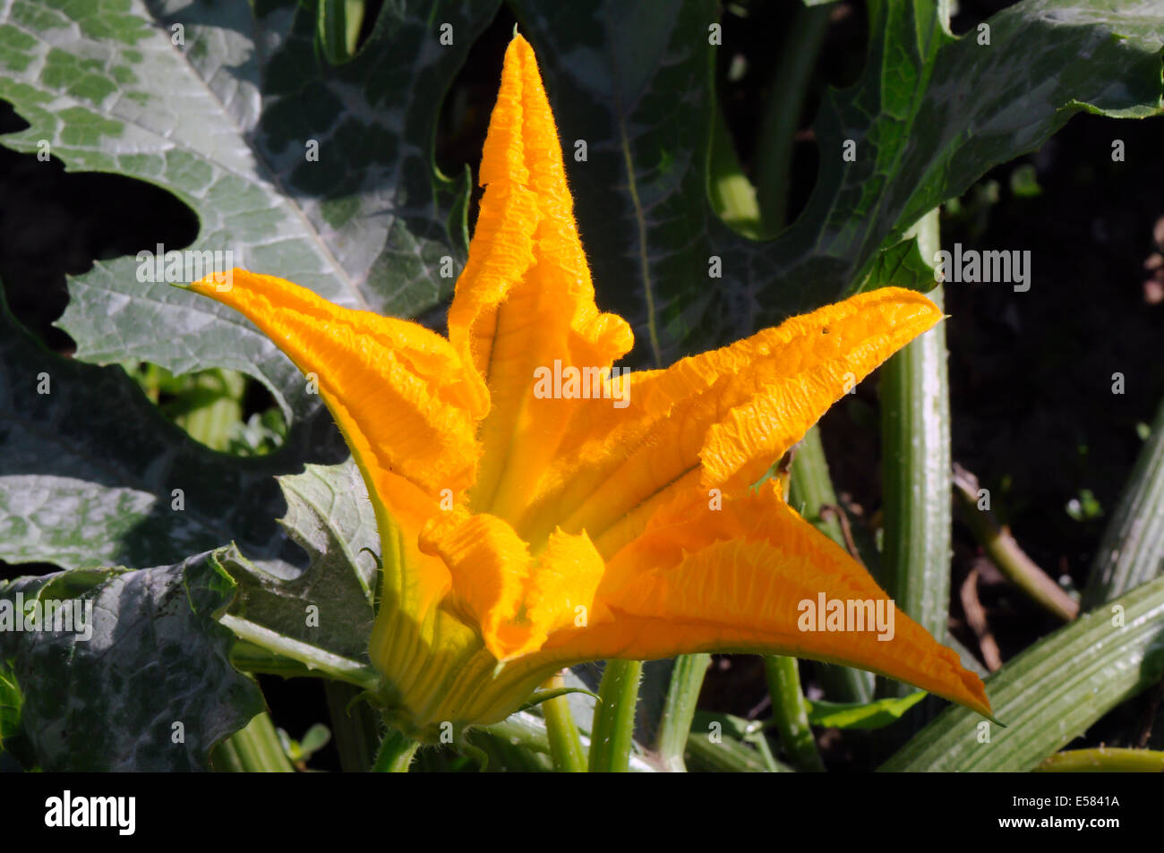 Side-view close-up d'une fleur de courgette sur la plante. Également appelé summer squash ou courgettes. Banque D'Images