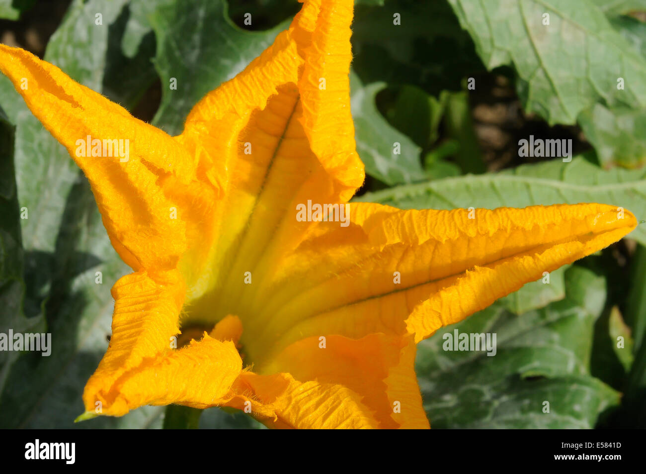Courgette jaune (courgette) flower close-up. Également connu sous le nom de courge d'été. Banque D'Images