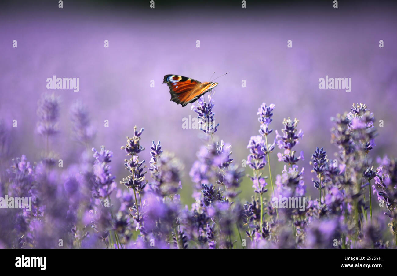 Un papillon paon assis sur des fleurs de lavande au soleil dans le Hampshire, au Royaume-Uni Banque D'Images