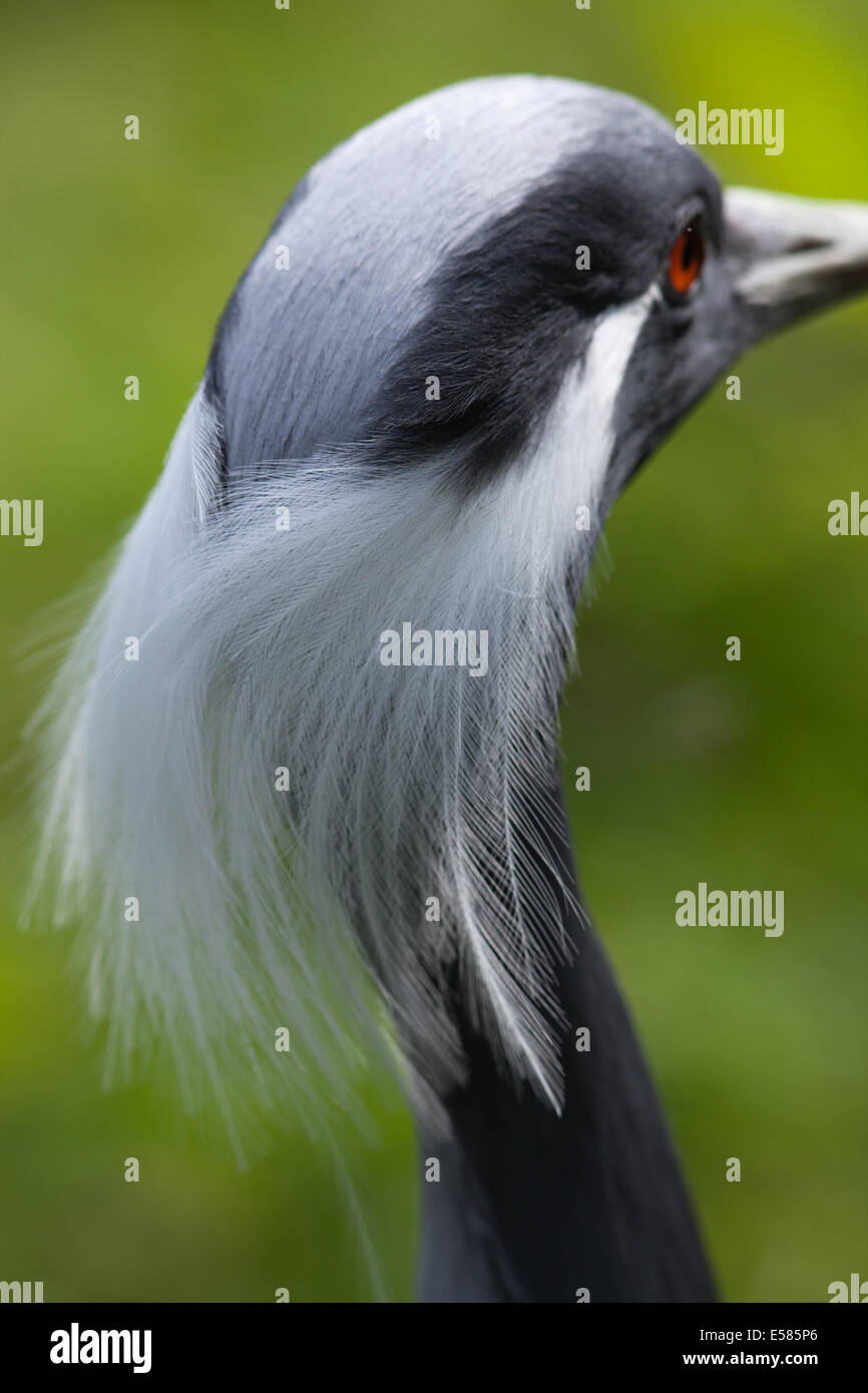 Grue demoiselle (Anthropoides virgo). Le plumage de la tête. Couronne, la nuque et les joues blanches panaches. Banque D'Images