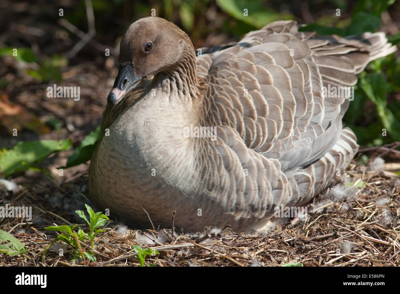 Oie à bec court (Anser brachyrhynchus). Assis et redistribution sur son corps pour élever l'embrayage utiliser pieds pour tourner les oeufs. Banque D'Images