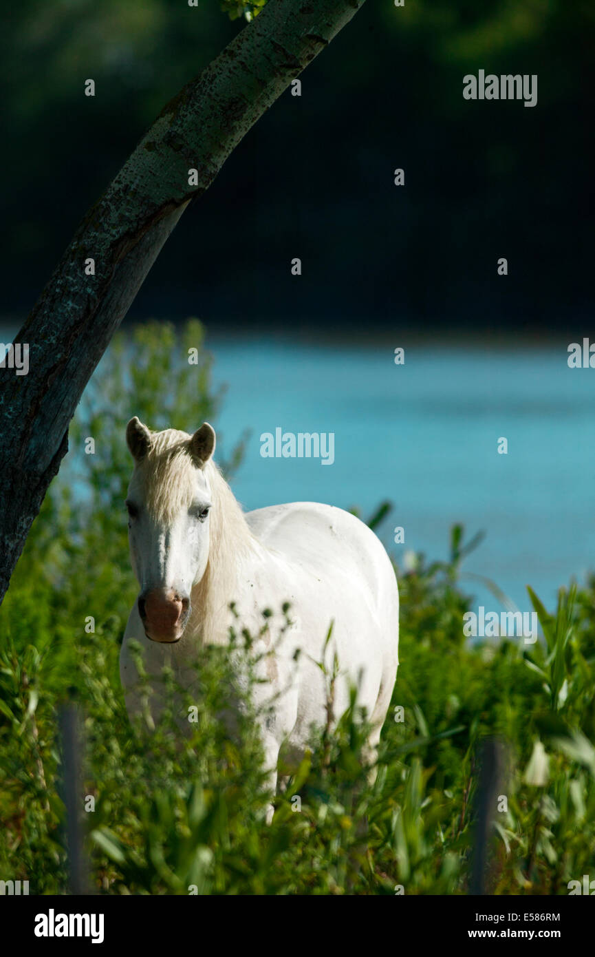 Cheval Camargue,blanc Equus ferus caballus, France Banque D'Images