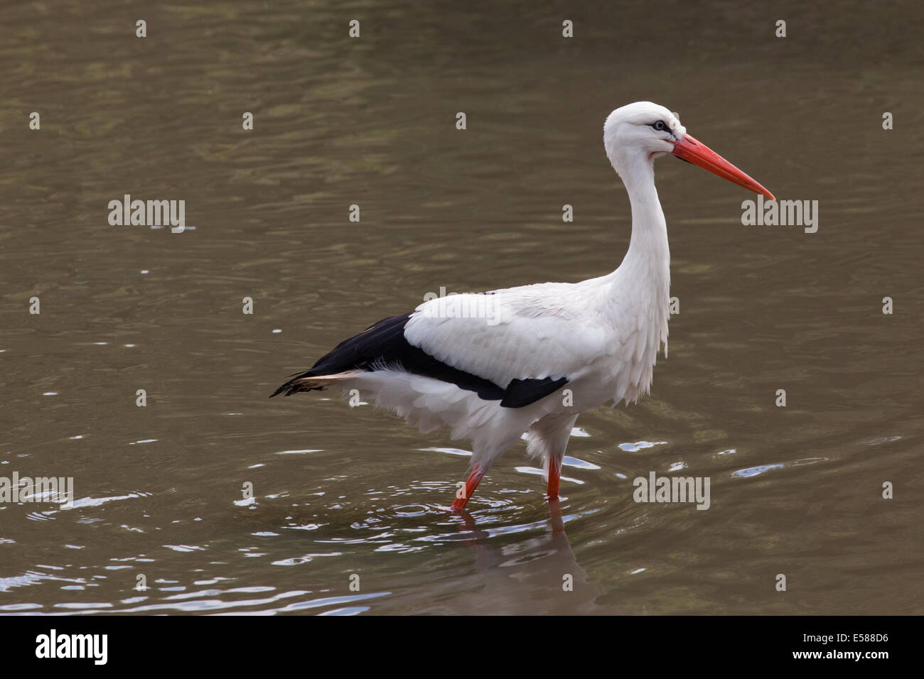 Cigogne Blanche (Ciconia ciconia). Pataugeant dans l'eau peu profonde. Banque D'Images