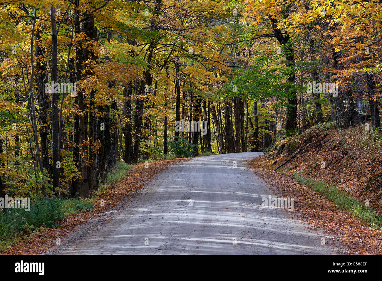 Route de montagne non revêtues par les arbres aux couleurs automnales, Vermont, Etats-Unis Banque D'Images