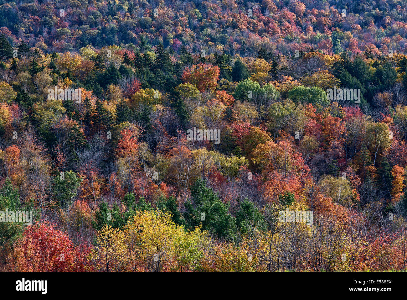 Résumé d'arbres aux couleurs automnales, Vermont, Etats-Unis Banque D'Images