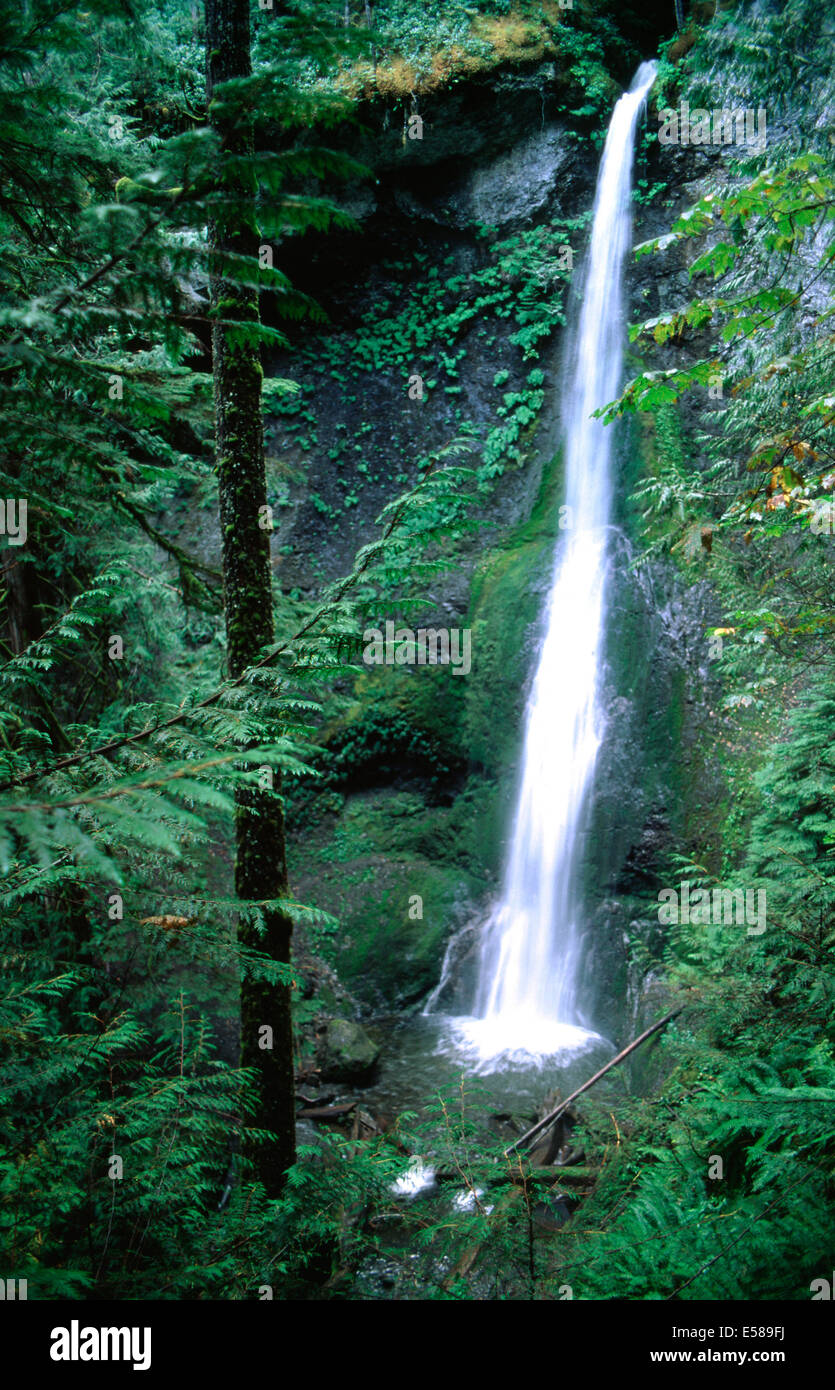 Marymere,Chutes Olympic National Park, Washington State Banque D'Images