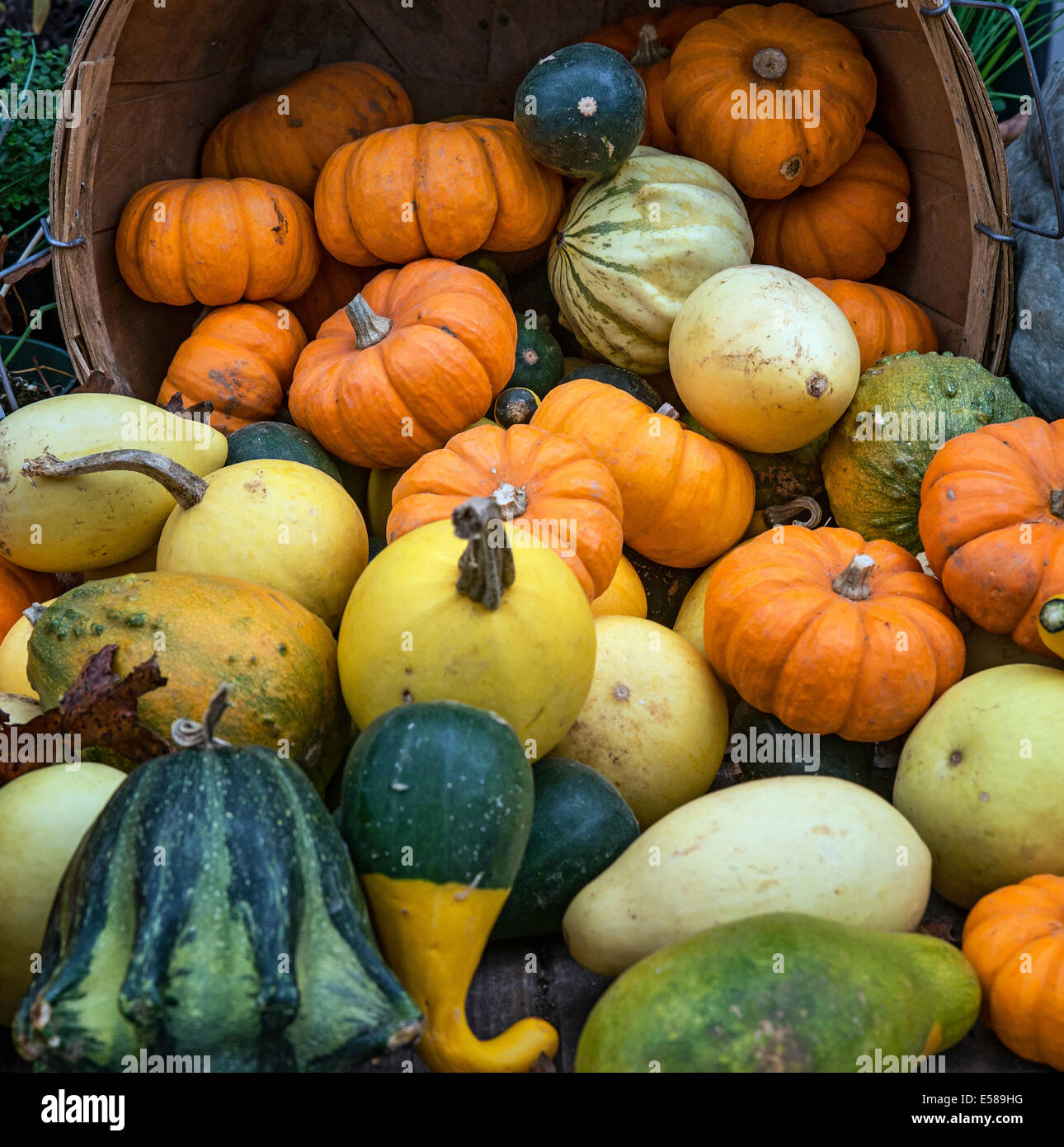 Chasse d'automne affichage des citrouilles, courges et gourdes. Banque D'Images