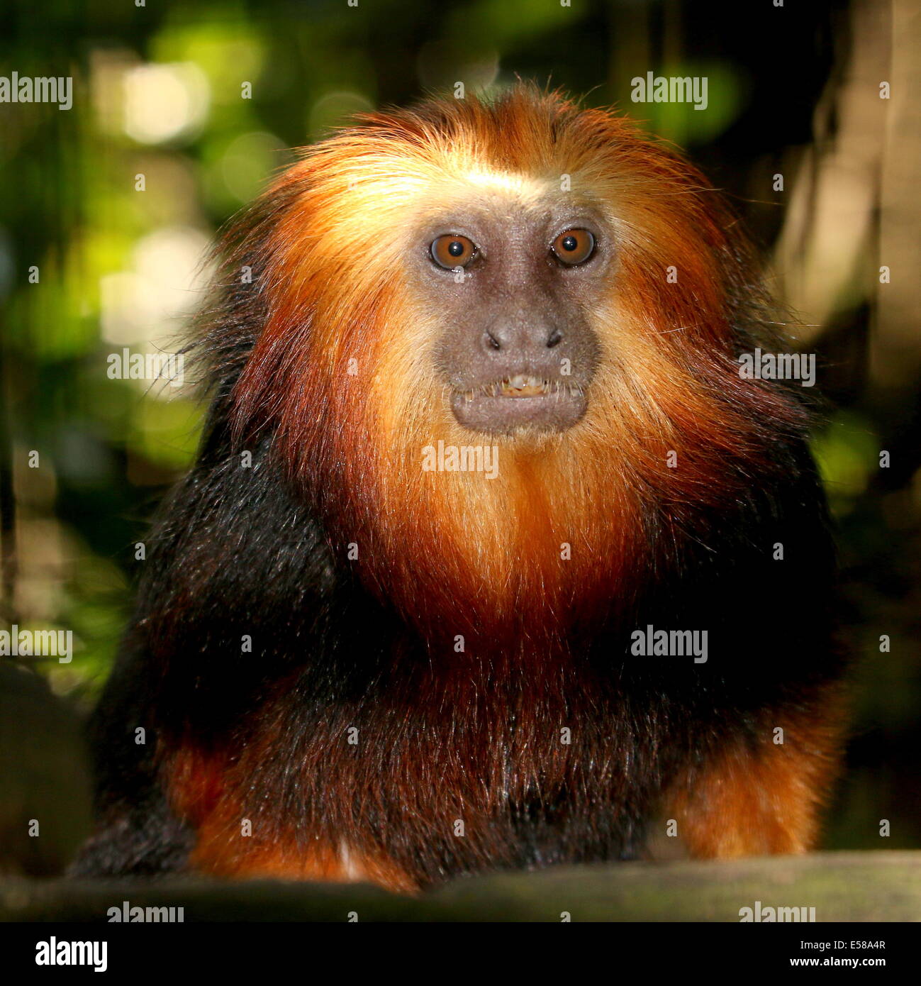 Golden Lion Tamarin à tête de singe (Leontopithecus chrysomelas) gros plan de la tête Banque D'Images