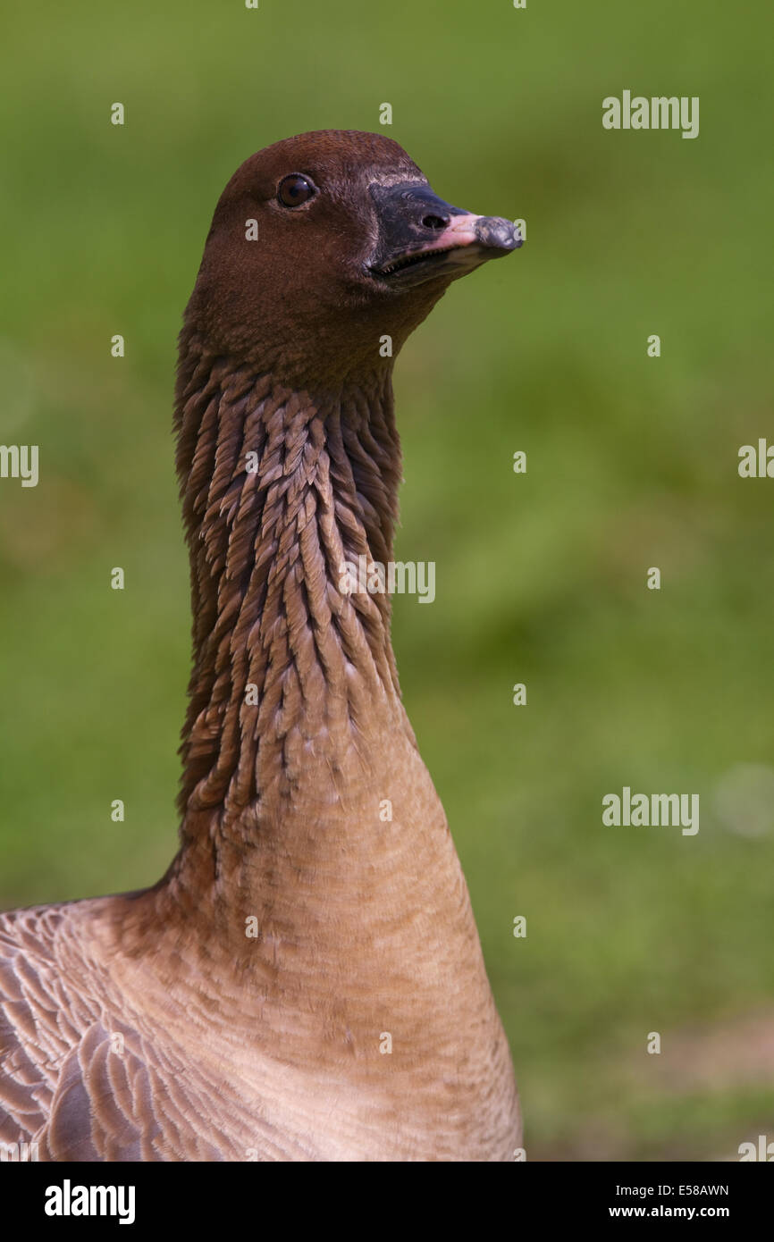 Oie à bec court (Anser brachyrhynchus). Portrait de profil. Banque D'Images