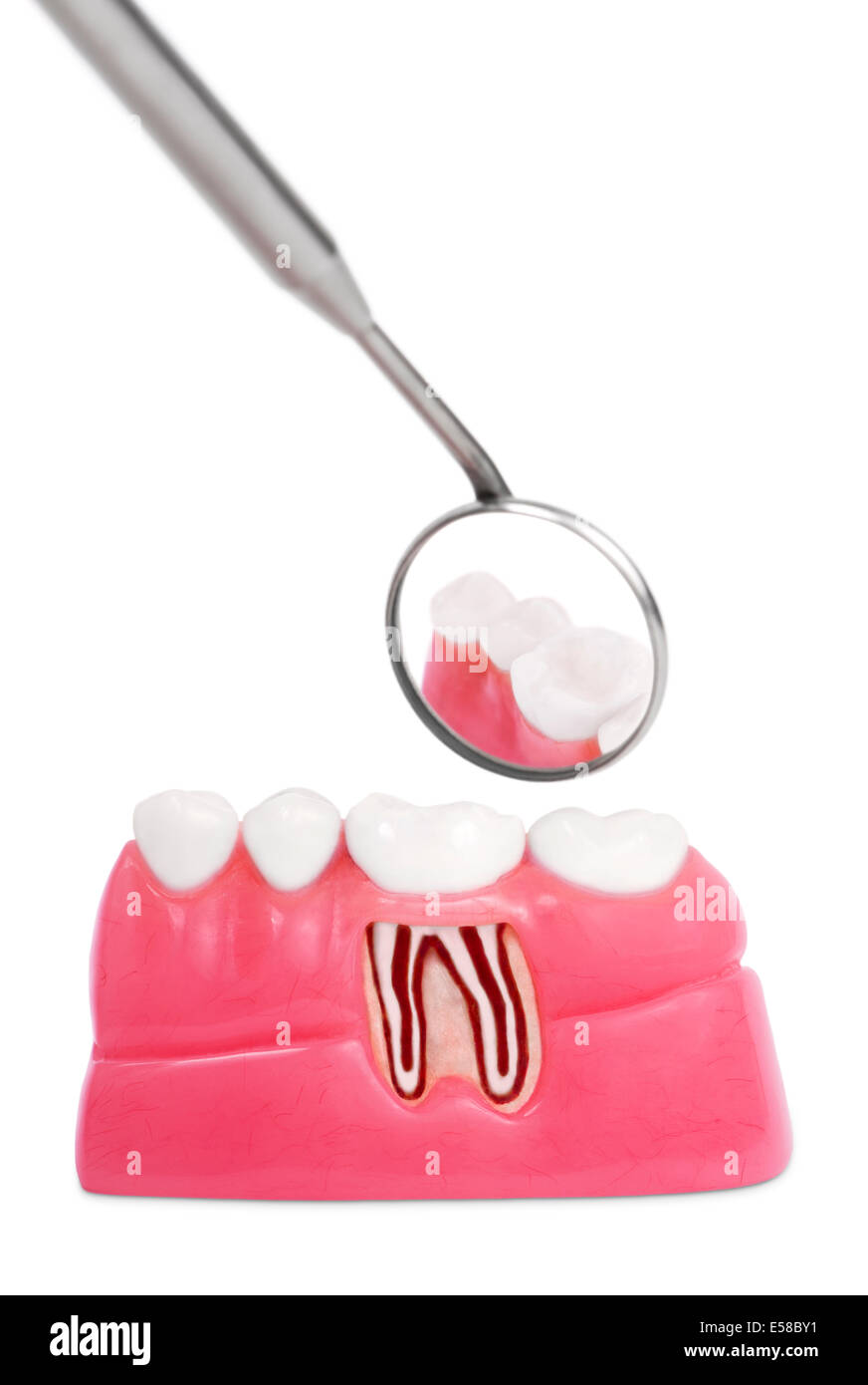 L'anatomie des dents saines en Banque D'Images