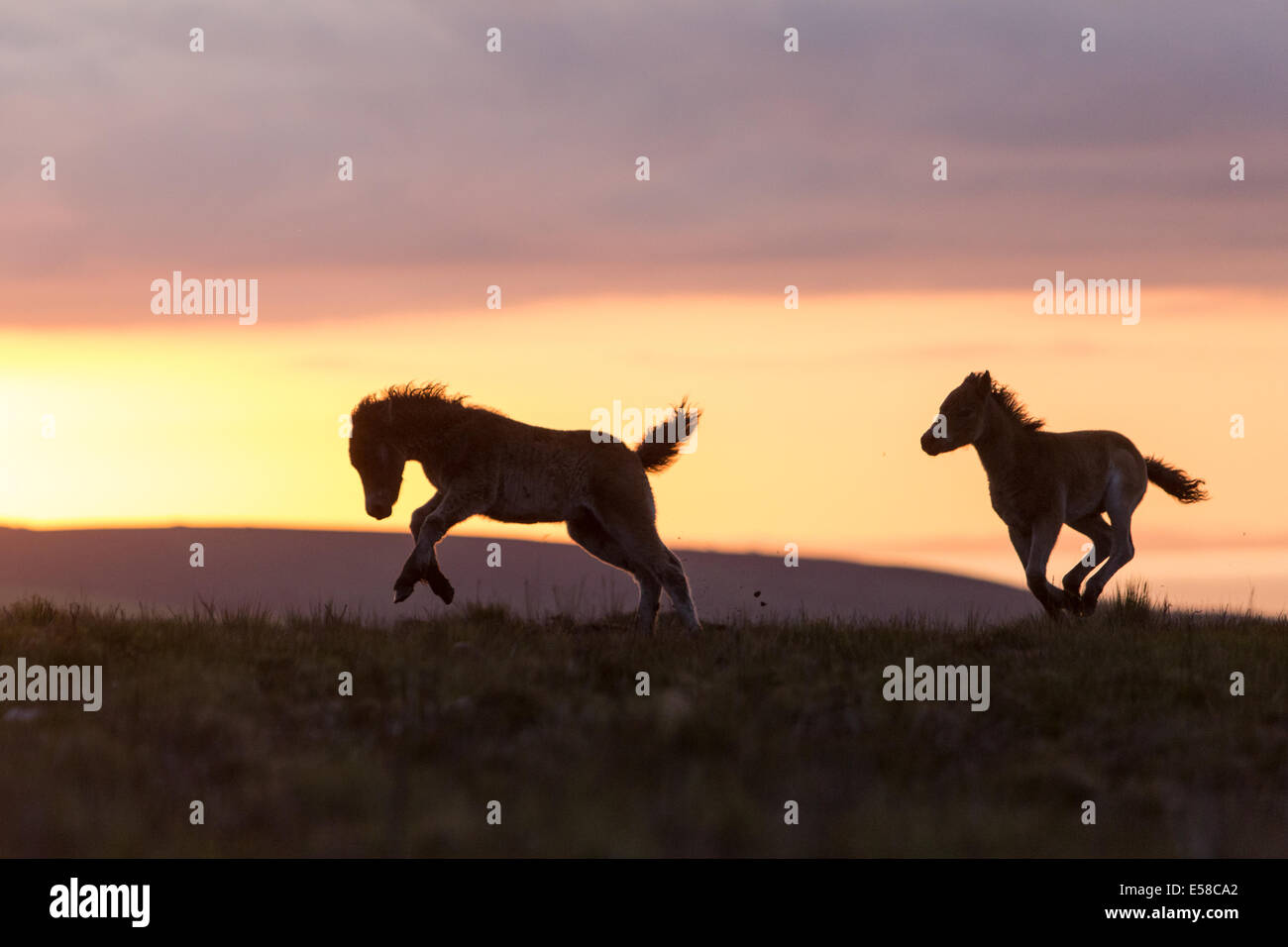 Poneys au coucher du soleil, le Beacon Dunkers près de Exmoor Banque D'Images