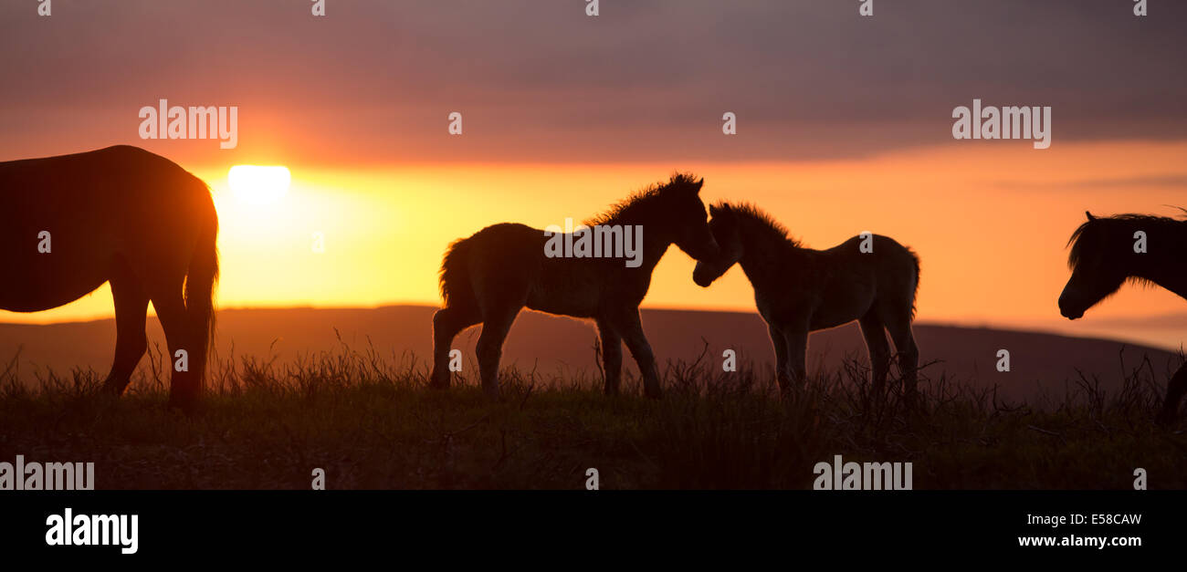 Poneys au coucher du soleil, le Beacon Dunkers près de Exmoor Banque D'Images