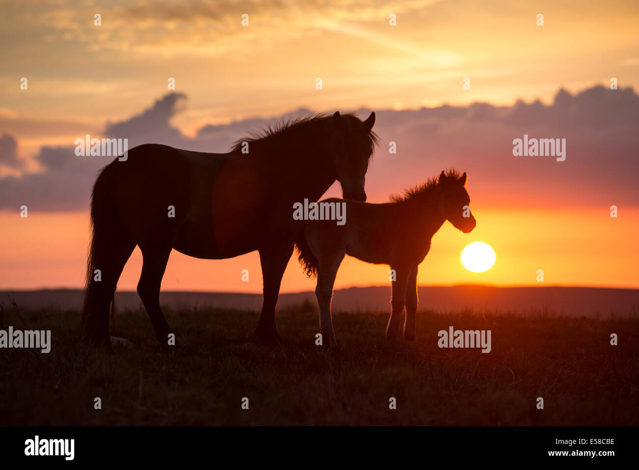 Poneys au coucher du soleil, le Beacon Dunkers près de Exmoor Banque D'Images
