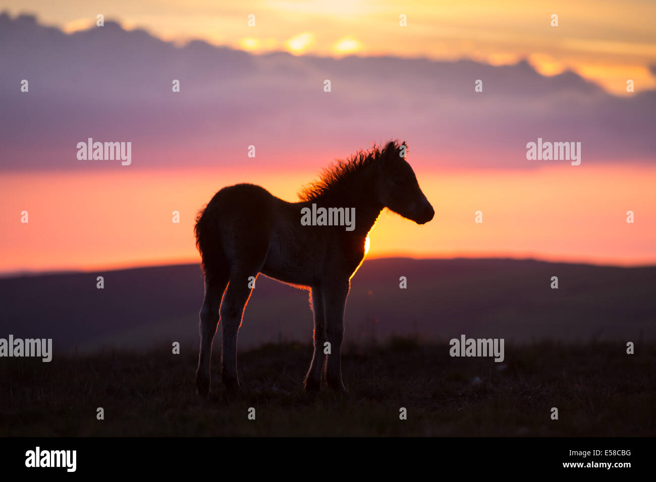 Poneys au coucher du soleil, le Beacon Dunkers près de Exmoor Banque D'Images