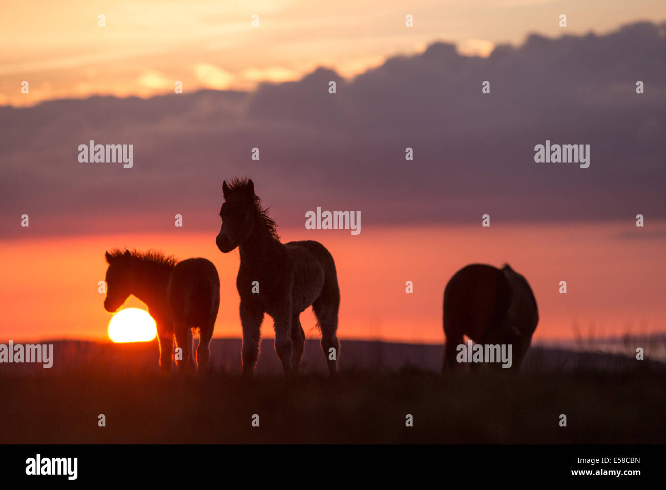 Poneys au coucher du soleil, le Beacon Dunkers près de Exmoor Banque D'Images