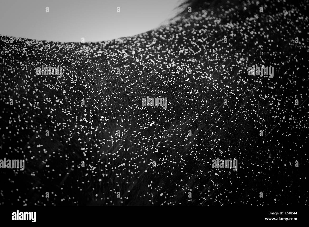La neige sur le dos d'un cheval islandais, Islande Banque D'Images
