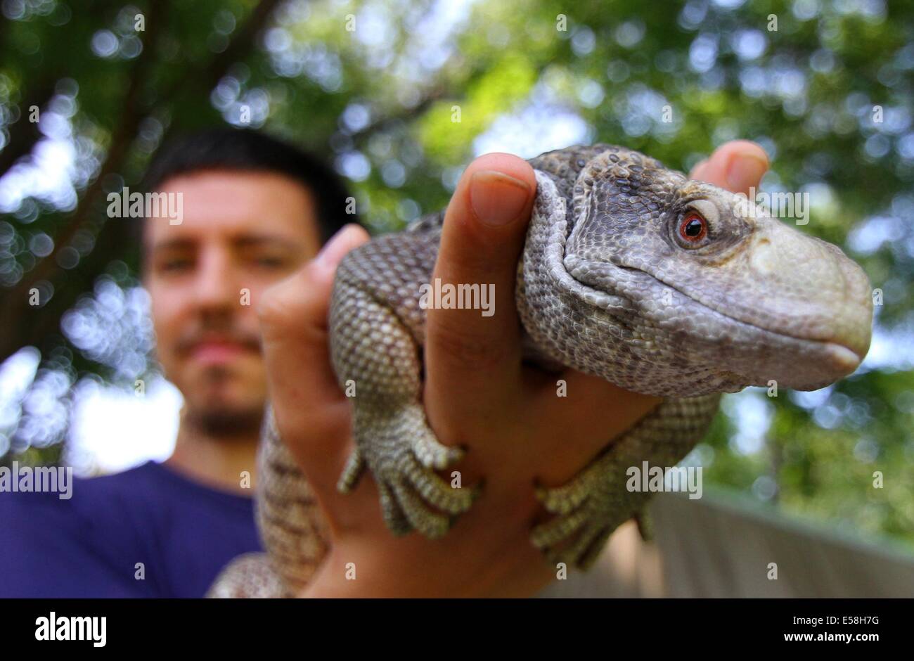 Varna, BGR. 23 juillet, 2014. Un homme tient une petite Varanus lors d'une exposition d'animaux exotiques dans la ville de Varna à l'est de la capitale bulgare Sofia, mercredi, Juillet, 23, 2014. Photo par : Petar Petrov/impact/NurPhoto Presse Groupe Crédit : Petar Petrov/NurPhoto/ZUMA/Alamy Fil Live News Banque D'Images