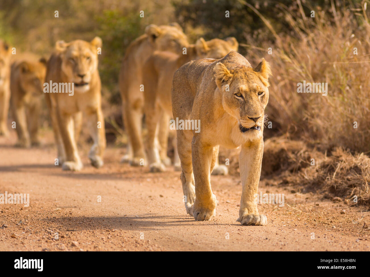 Le parc national Kruger, AFRIQUE DU SUD - la chasse des Lions près de Biyamiti Camp. Panthera leo Banque D'Images
