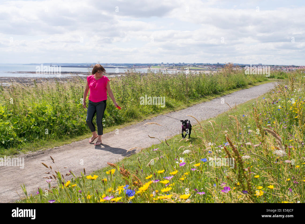 Woman walking dog le long de la mer du Nord côte nord-est de l'Angleterre à Whitburn, UK Banque D'Images