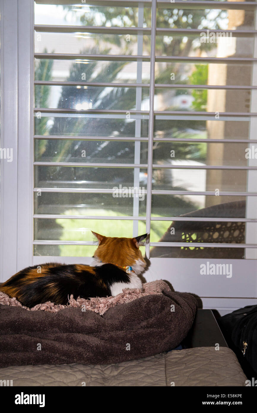 Un chat Calico pairs à vie à l'extérieur Banque D'Images