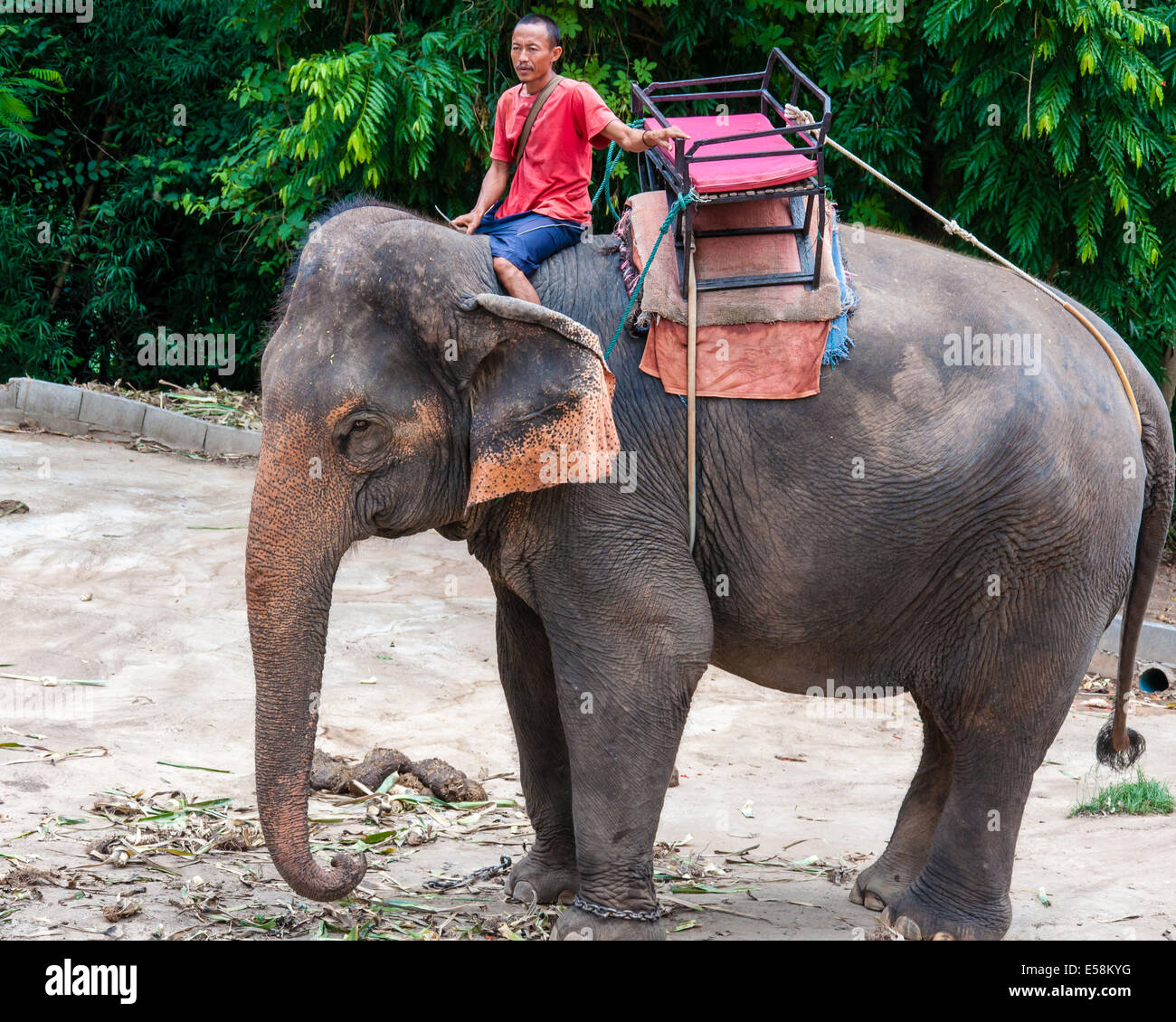 Mahout et son éléphant en attente pour commencer les visites de touristes le 23 mai 2014 à Kanchanaburi, Thaïlande. Banque D'Images