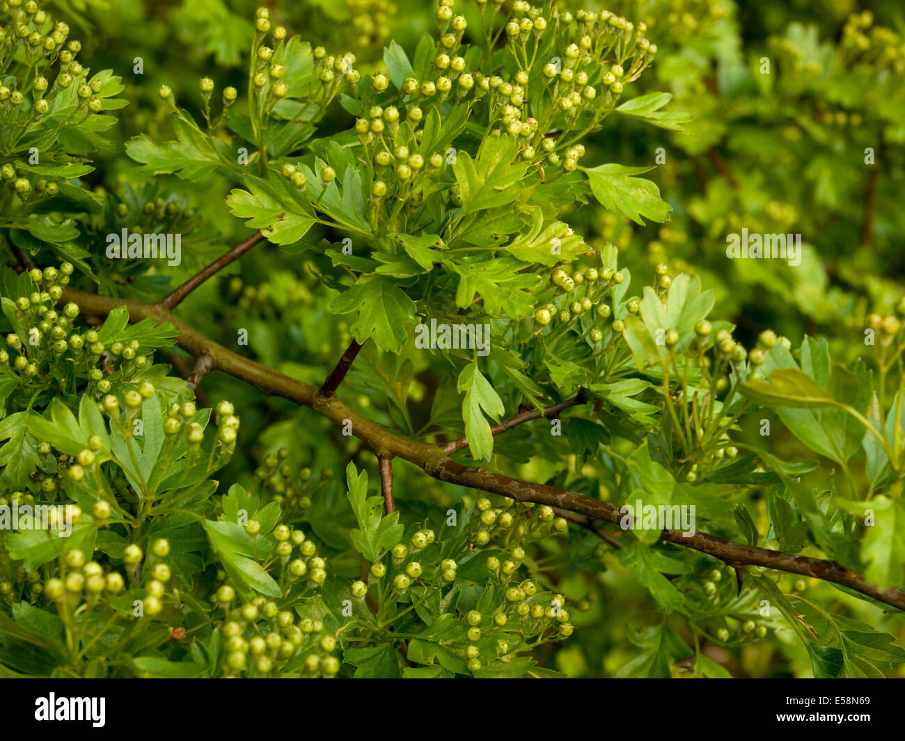 Bourgeons d'aubépine petit arbre haie Banque D'Images